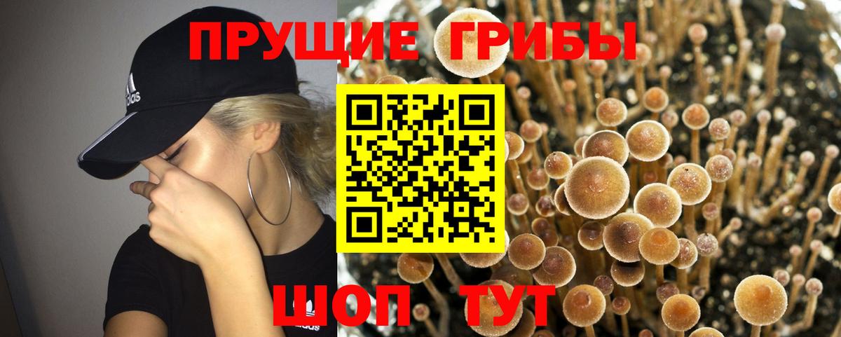 Красноуфимск  Псилоцибиновые грибы Psilocybe  Вход с VPN  Псилоцибиновые грибы Psilocybine cubensis 